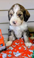 Teddy, a male Bernedoodle for sale in Oldtown, MD – 6 of 9