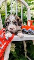 Teddy, a male Bernedoodle for sale in Oldtown, MD – 4 of 9
