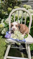 BELLA LIBERTY, a female Bernedoodle for sale in Oldtown, MD – 9 of 9