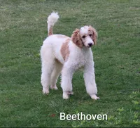 Teddy, a male Bernedoodle for sale in Oldtown, MD – 8 of 9