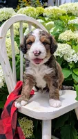 MOOSE, a male Bernedoodle for sale in Oldtown, MD – 7 of 8