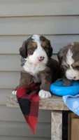 MOOSE, a male Bernedoodle for sale in Oldtown, MD – 8 of 8