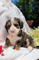 LUNA BELLE, a female Bernedoodle for sale in Oldtown, MD – 3 of 10