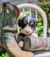 Bear Cub, a male Bernedoodle for sale in Oldtown, MD – 6 of 8