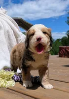 BELLA LIBERTY, a female Bernedoodle for sale in Oldtown, MD – 3 of 9