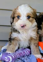 BELLA LIBERTY, a female Bernedoodle for sale in Oldtown, MD – 6 of 9