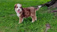BELLA LIBERTY, a female Bernedoodle for sale in Oldtown, MD – 7 of 10