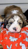 Teddy, a male Bernedoodle for sale in Oldtown, MD – 2 of 9
