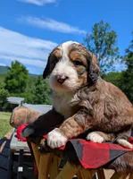 MOOSE, a male Bernedoodle for sale in Oldtown, MD – 6 of 8