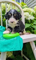 Bear Cub, a male Bernedoodle for sale in Oldtown, MD – 2 of 8