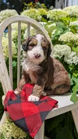 MOOSE, a male Bernedoodle for sale in Oldtown, MD – 1 of 8