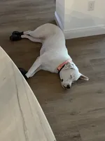 Zoey, a female Dogo Argentino and Great Pyrenees for sale in Flagler Beach, FL – 3 of 6
