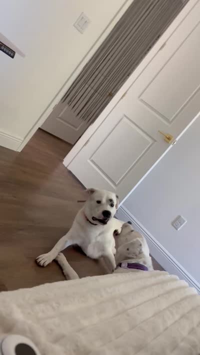 Zoey, a female Dogo Argentino and Great Pyrenees for sale in Flagler Beach, FL – 6 of 6