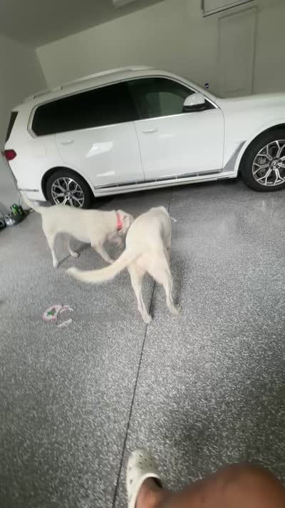 Chloe, a female Dogo Argentino and Great Pyrenees for sale in Flagler Beach, FL – 7 of 7