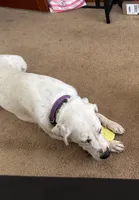 Chloe, a female Dogo Argentino and Great Pyrenees for sale in Flagler Beach, FL – 5 of 7