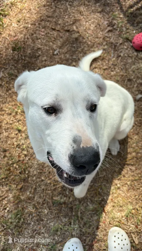 Chloe – Dogo Argentino, Great Pyrenees puppy for sale in Flagler Beach, FL
