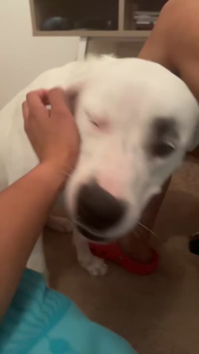 Zoey, a female Dogo Argentino and Great Pyrenees for sale in Flagler Beach, FL – 2 of 6