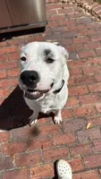Zoey, a female Dogo Argentino and Great Pyrenees for sale in Flagler Beach, FL – 4 of 6