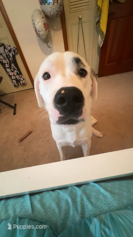 Zoey – Dogo Argentino, Great Pyrenees puppy for sale in Flagler Beach, FL
