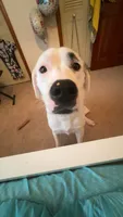 Zoey, a female Dogo Argentino and Great Pyrenees for sale in Flagler Beach, FL – 1 of 6