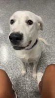 Chloe, a female Dogo Argentino and Great Pyrenees for sale in Flagler Beach, FL – 2 of 7