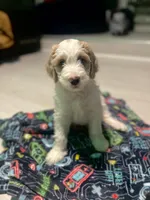 Baby girl , a female Golden Mountain Doodle for sale in Saginaw, MI – Photo 2 of 4