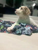 Baby girl , a female Golden Mountain Doodle for sale in Saginaw, MI – Photo 3 of 4