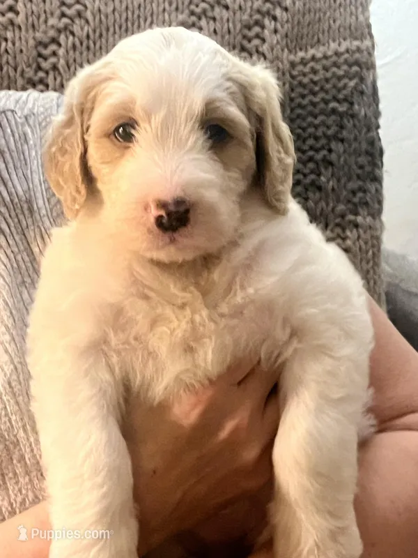 Baby girl , a female Golden Mountain Doodle for sale in Saginaw, MI – Photo 1 of 4