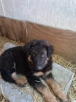 Uber, a male German Shepherd Dog and Belgian Shepherd Dog for sale in Apex, NC – 7 of 7