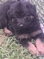 Chatham, a  German Shepherd Dog for sale in Apex, NC – 2 of 7