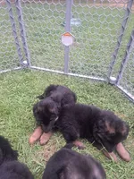 Chatham, a  German Shepherd Dog for sale in Apex, NC – 3 of 7