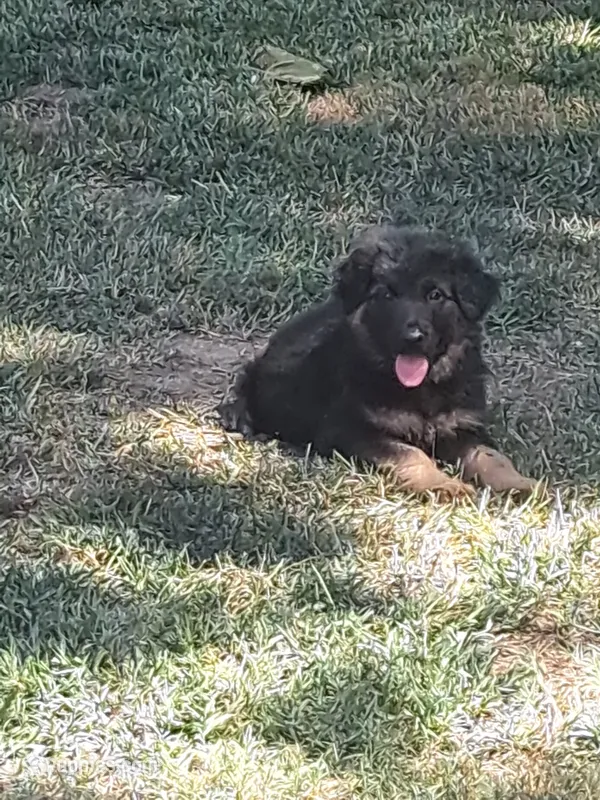 Sigmund – German Shepherd Dog, Belgian Shepherd Dog puppy for sale in Apex, NC