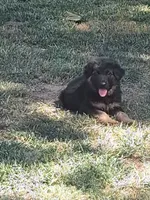 Sigmund, a male German Shepherd Dog and Belgian Shepherd Dog for sale in Apex, NC – 1 of 2