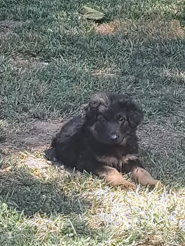 Chatham – German Shepherd Dog, Belgian Shepherd Dog puppy for sale in Apex, NC