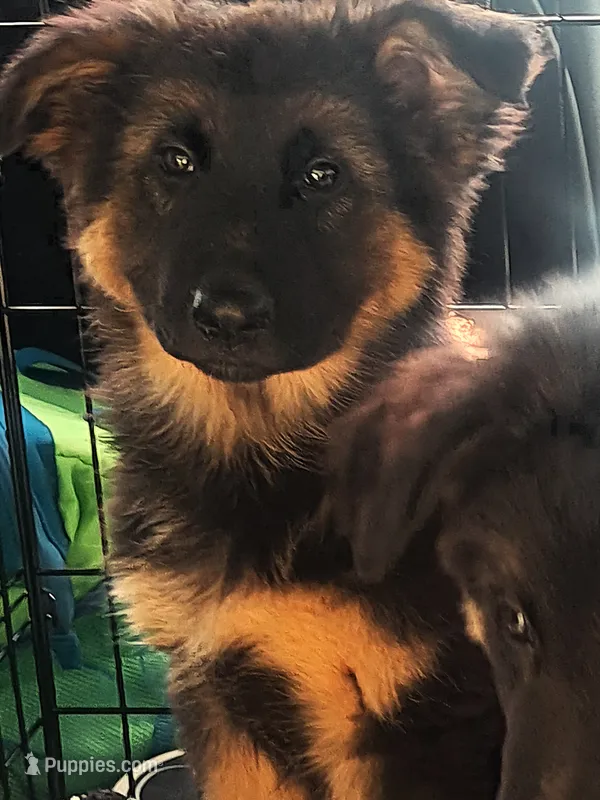 Chatham – German Shepherd Dog, Belgian Shepherd Dog puppy for sale in Apex, NC