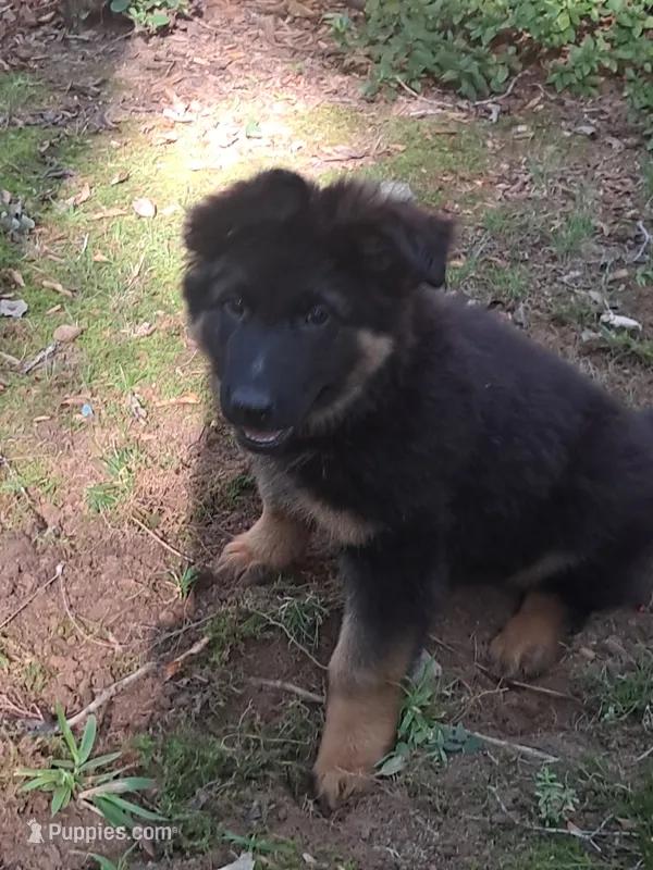 Uber – German Shepherd Dog, Belgian Shepherd Dog puppy for sale in Apex, NC