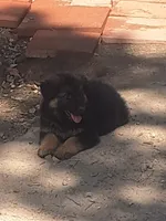 Sigmund, a male German Shepherd Dog and Belgian Shepherd Dog for sale in Apex, NC – 2 of 2