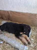 Uber, a male German Shepherd Dog and Belgian Shepherd Dog for sale in Apex, NC – 4 of 7