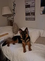 Miss Valentine, a female German Shepherd Dog for sale in Apex, NC – 2 of 6
