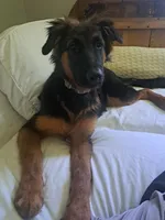 Miss Valentine, a female German Shepherd Dog for sale in Apex, NC – 4 of 6