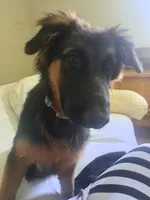 Miss Valentine, a female German Shepherd Dog for sale in Apex, NC – 5 of 6