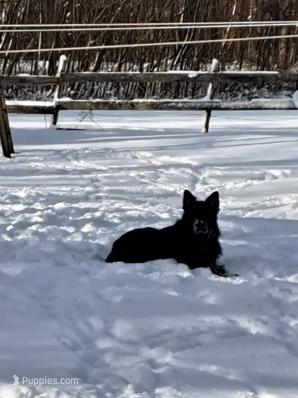 Miss Valentine – German Shepherd Dog puppy for sale in Apex, NC