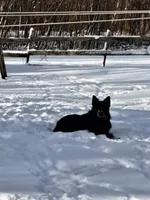 Miss Valentine, a female German Shepherd Dog for sale in Apex, NC – 1 of 6