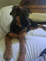 Miss Valentine, a female German Shepherd Dog for sale in Apex, NC – 6 of 6