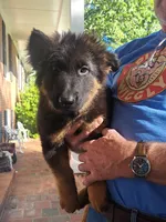Uber, a male German Shepherd Dog and Belgian Shepherd Dog for sale in Apex, NC – 6 of 7