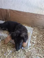 Uber, a male German Shepherd Dog and Belgian Shepherd Dog for sale in Apex, NC – 5 of 7