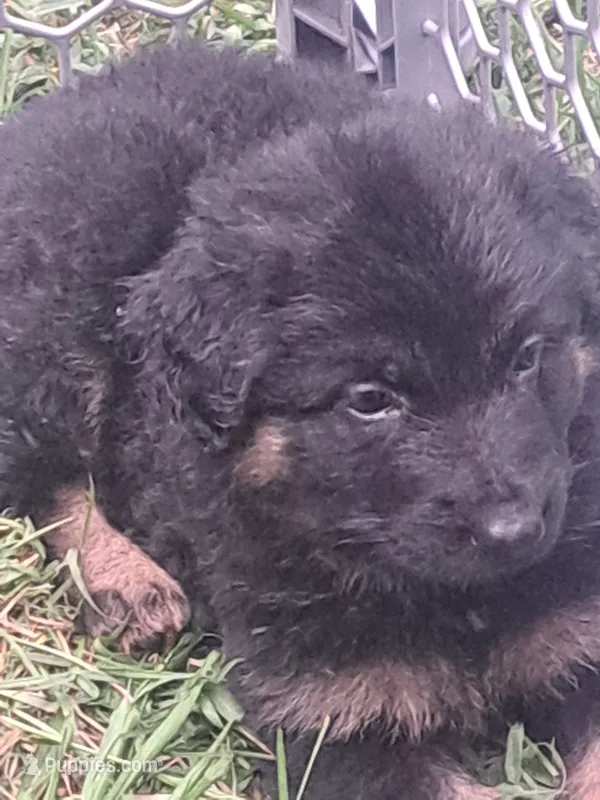 Chatham – German Shepherd Dog puppy for sale in Apex, NC