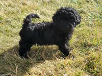 Juniper, a female Poodle - Toy  for sale in Reno, NV – Photo 2 of 3