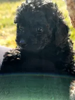 Juniper, a female Poodle - Toy  for sale in Reno, NV – Photo 1 of 3