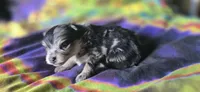 Malikai, a male Pomeranian for sale in Blanca, CO – 1 of 9